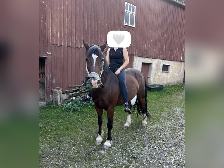 Welsh-D Hongre 17 Ans 155 cm Bai clair in Oberdorf