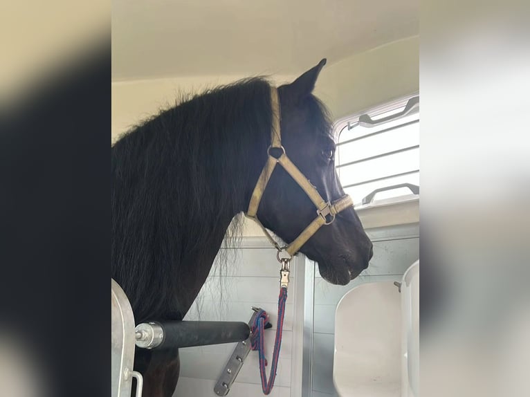 Welsh-D Hongre 17 Ans 155 cm Noir in Freisen