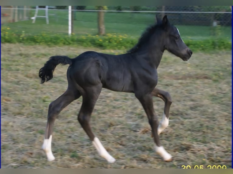 Welsh-D Hongre 17 Ans 155 cm Noir in Freisen