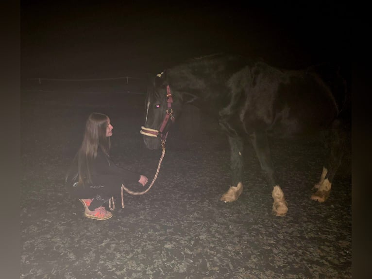 Welsh-D Hongre 17 Ans 155 cm Noir in Freisen