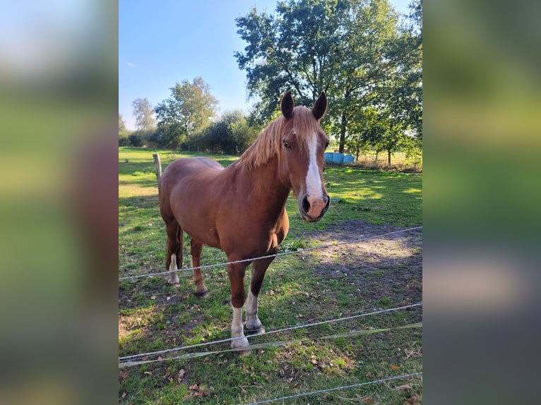 Welsh-D Hongre 17 Ans 160 cm Alezan in Schneverdingen