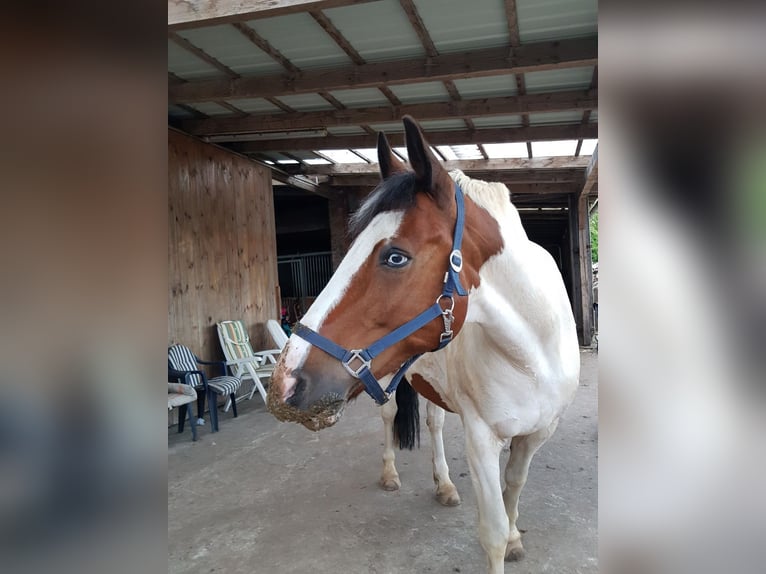 Welsh-D Croisé Hongre 17 Ans 160 cm Pinto in Bimöhlen