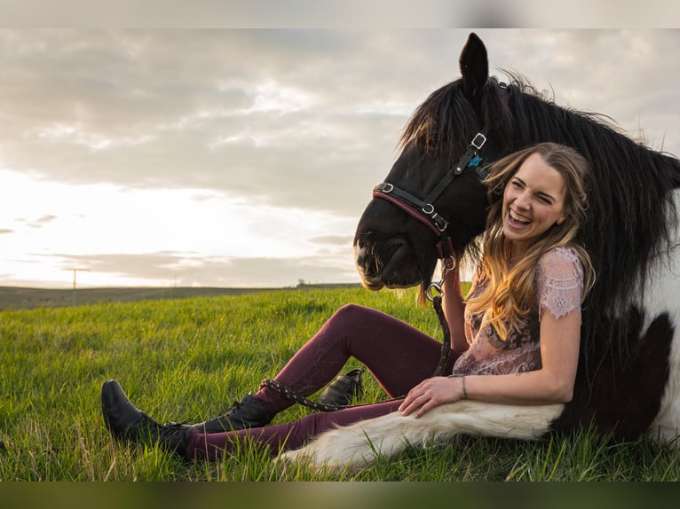 Welsh-D Croisé Hongre 18 Ans 143 cm Pinto in Monsheim