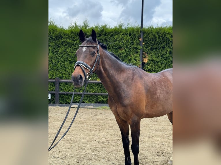 Welsh-D Hongre 19 Ans 147 cm Bai in Lierop