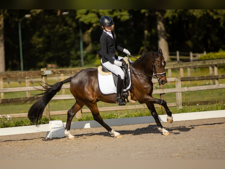 Welsh-D Hongre 19 Ans 147 cm Bai in Lierop