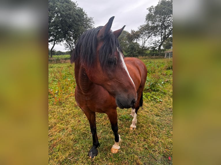 Welsh-D Hongre 21 Ans 155 cm Bai in Sahlenburg