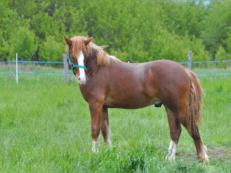 Welsh-D Hongre 2 Ans 145 cm Alezan in Ménil-la-Tour