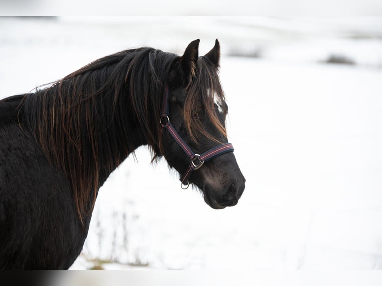 Welsh-D Hongre 3 Ans 143 cm Bai brun in Laubach