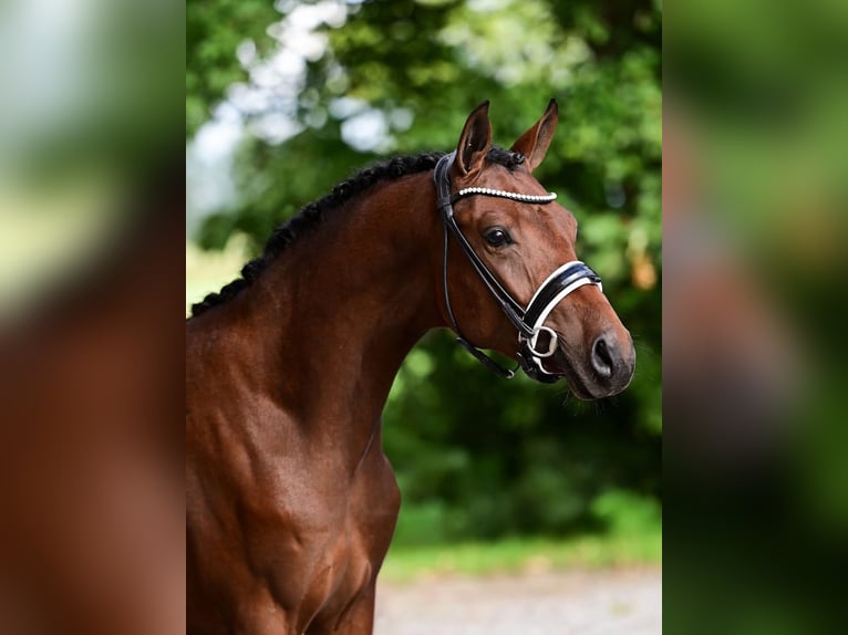 Welsh-D Hongre 3 Ans 146 cm Bai in Westbeemster