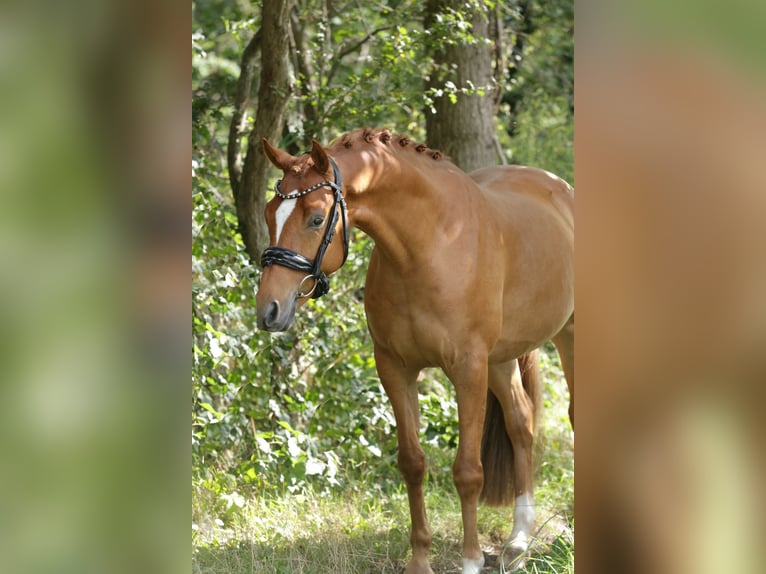 Welsh-D Hongre 3 Ans 147 cm Alezan in Heemskerk