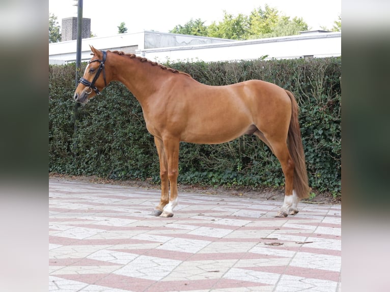 Welsh-D Hongre 3 Ans 147 cm Alezan in Heemskerk