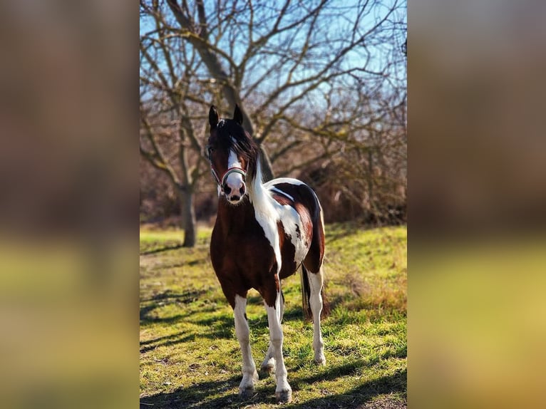 Welsh-D Croisé Hongre 3 Ans 148 cm Pinto in Salzburg