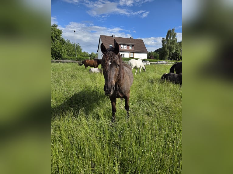 Welsh-D Hongre 3 Ans 153 cm Noir in Wolfhagen