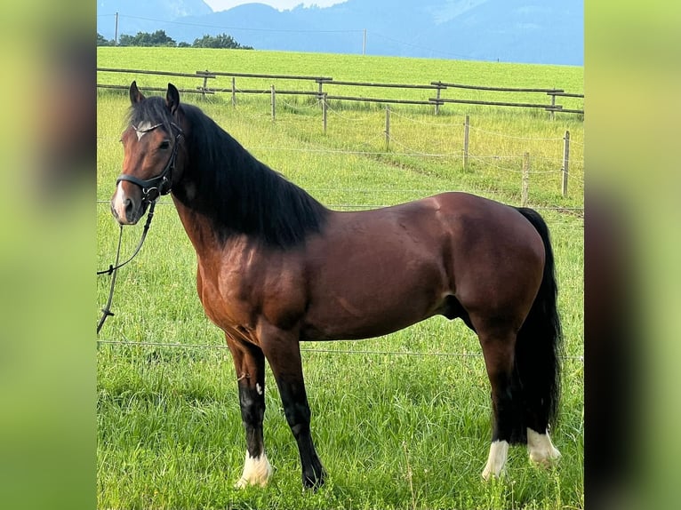 Welsh-D Hongre 4 Ans 146 cm Bai brun in Grabenst&#xE4;tt