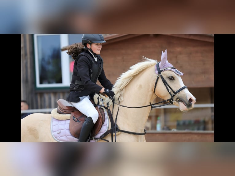 Welsh-D Hongre 4 Ans 148 cm Palomino in Schlins