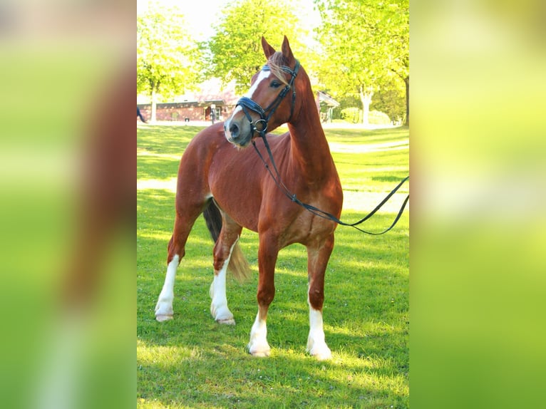Welsh-D Hongre 4 Ans 150 cm Alezan in Henstedt-Ulzburg