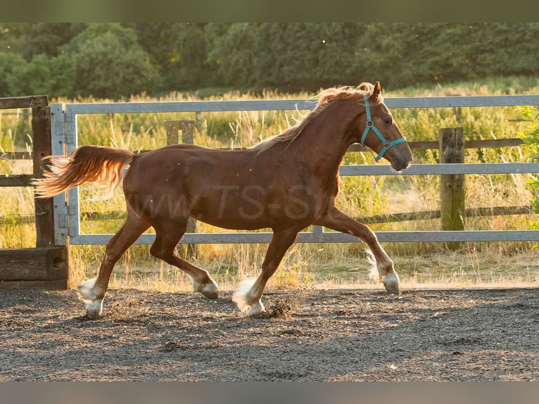 Welsh-D Hongre 4 Ans 150 cm Alezan in Meerbusch