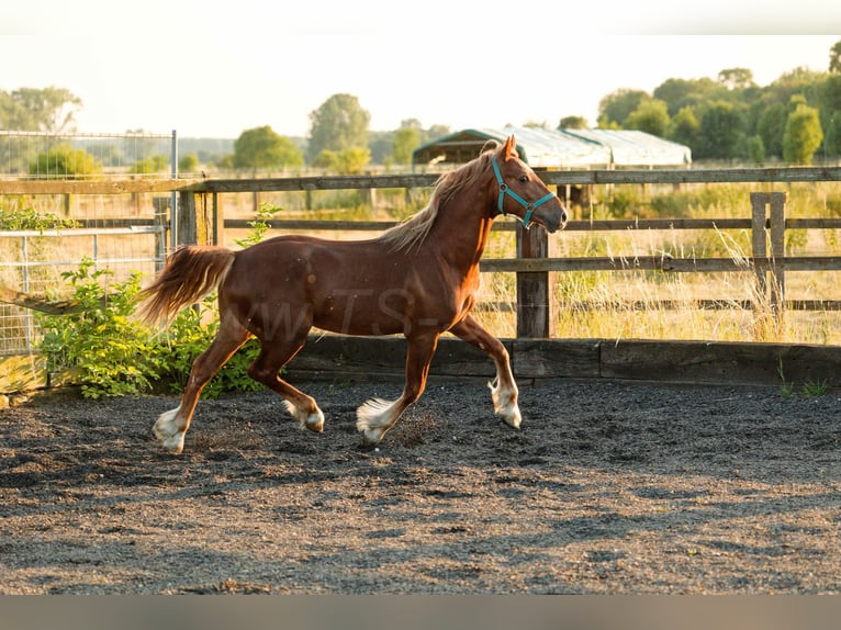 Welsh-D Hongre 4 Ans 150 cm Alezan in Meerbusch