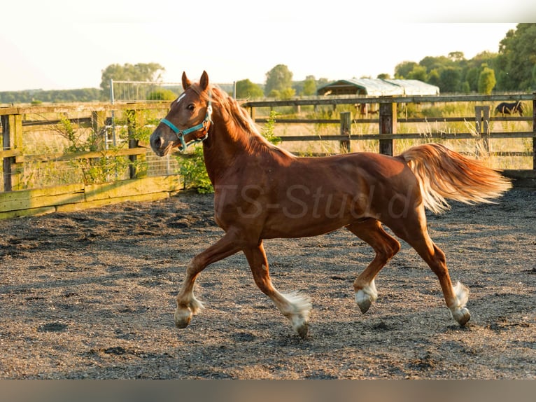 Welsh-D Hongre 4 Ans 150 cm Alezan in Meerbusch
