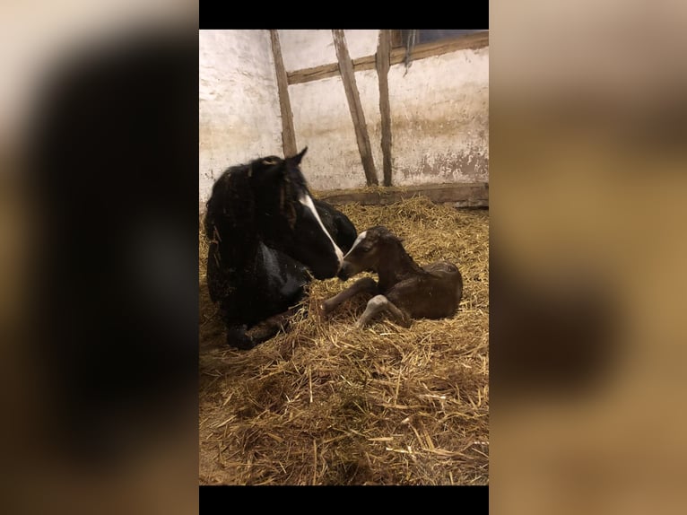 Welsh-D Hongre 4 Ans 150 cm Bai in Gleichen