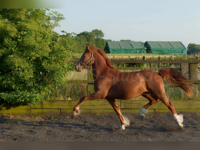Welsh-D Hongre 4 Ans 155 cm Alezan in Meerbusch