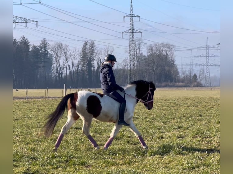 Welsh-D Hongre 5 Ans 138 cm Pinto in Schlins