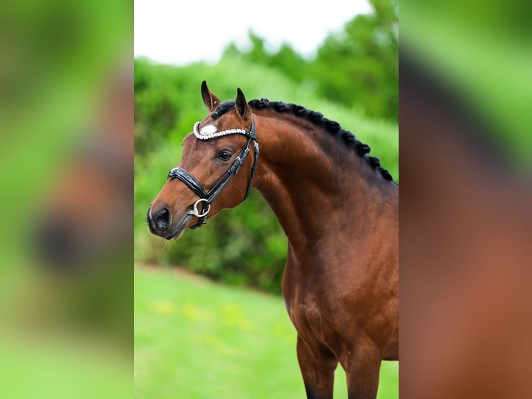 Welsh-D Hongre 5 Ans 144 cm Bai in Zwolle
