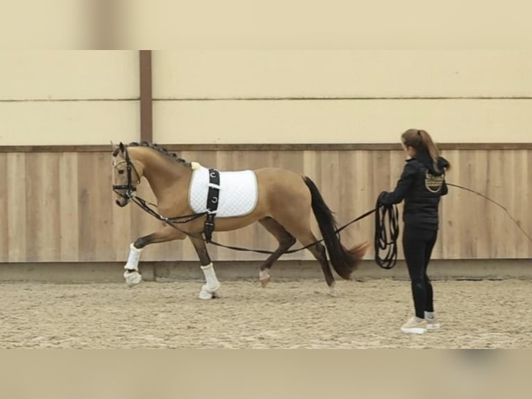 Welsh-D Hongre 5 Ans 145 cm Buckskin in Oost West en Middelbeers