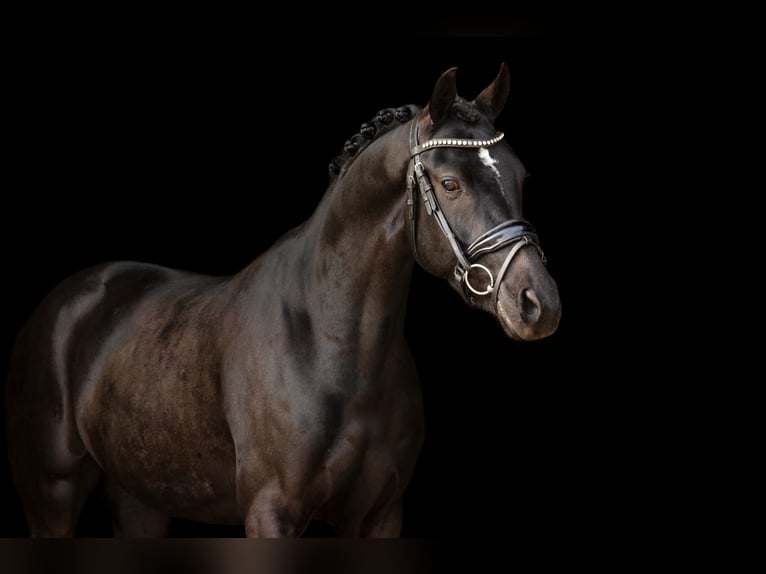 Welsh-D Hongre 5 Ans 145 cm Noir in Oost West en Middelbeers