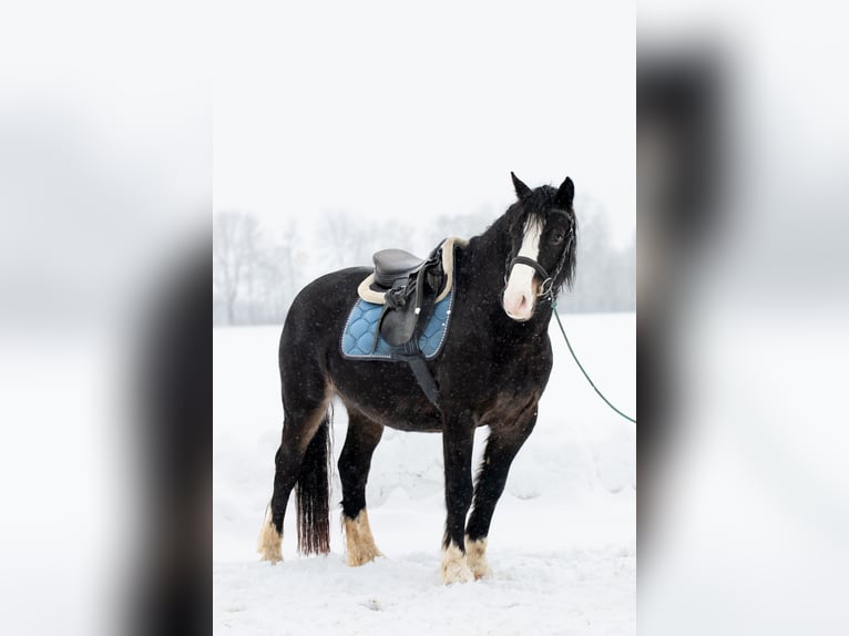 Welsh-D Hongre 5 Ans 148 cm Bai brun foncé in Borken