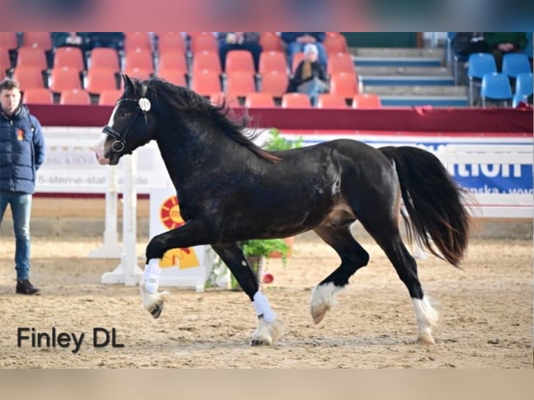 Welsh-D Hongre 5 Ans 148 cm Bai brun foncé in Borken