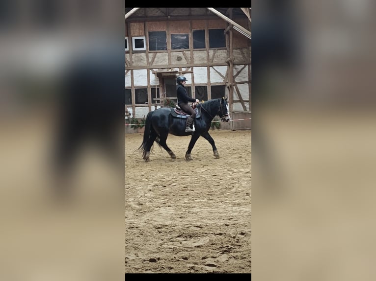 Welsh-D Hongre 5 Ans 148 cm Bai brun foncé in Borken