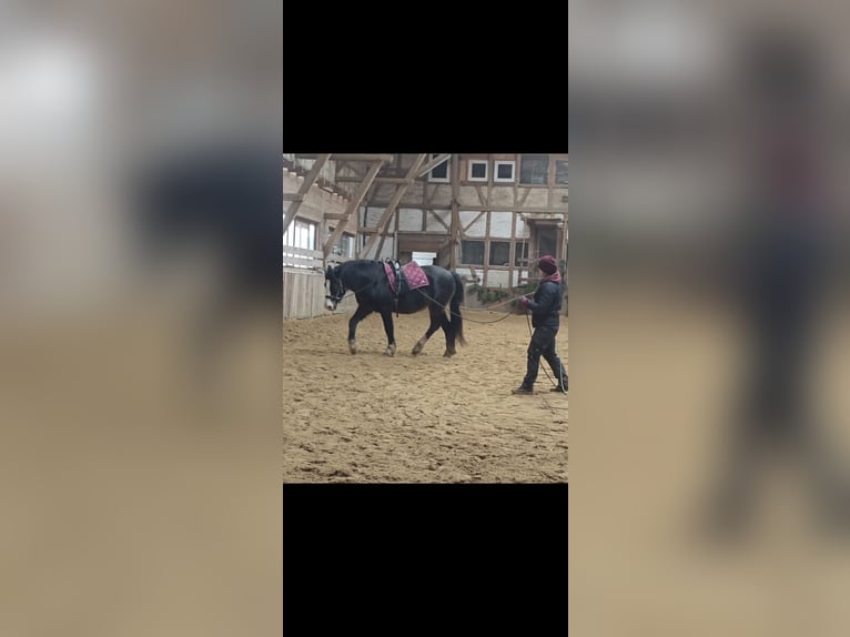 Welsh-D Hongre 5 Ans 148 cm Bai brun foncé in Borken