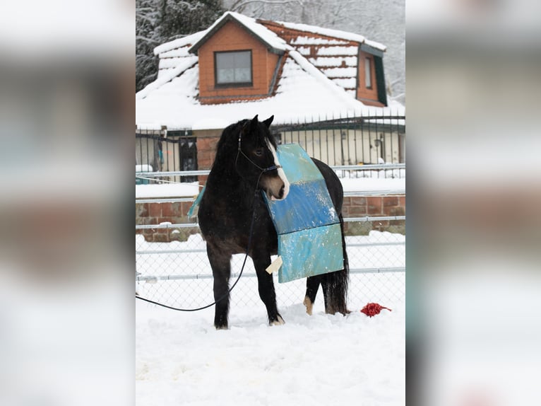 Welsh-D Hongre 5 Ans 148 cm Bai brun foncé in Borken