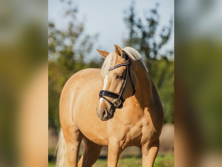 Welsh-D Hongre 5 Ans 150 cm Palomino in Benthuizen