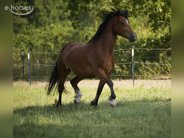 Welsh-D Hongre 5 Ans 154 cm Bai in Greven