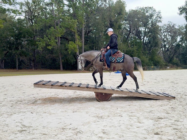 Welsh-D Croisé Hongre 6 Ans 137 cm Gris in Ames