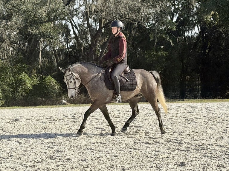 Welsh-D Croisé Hongre 6 Ans 137 cm Gris in Ames