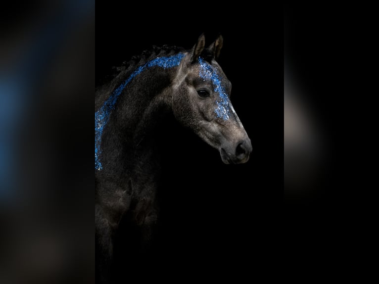 Welsh-D Hongre 6 Ans 143 cm Gris in Bergen op Zoom