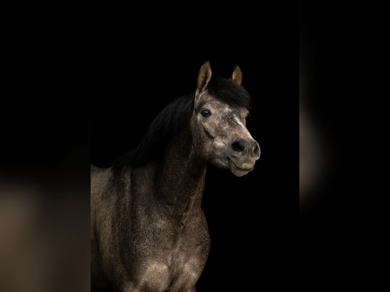 Welsh-D Hongre 6 Ans 143 cm Gris in Bergen op Zoom