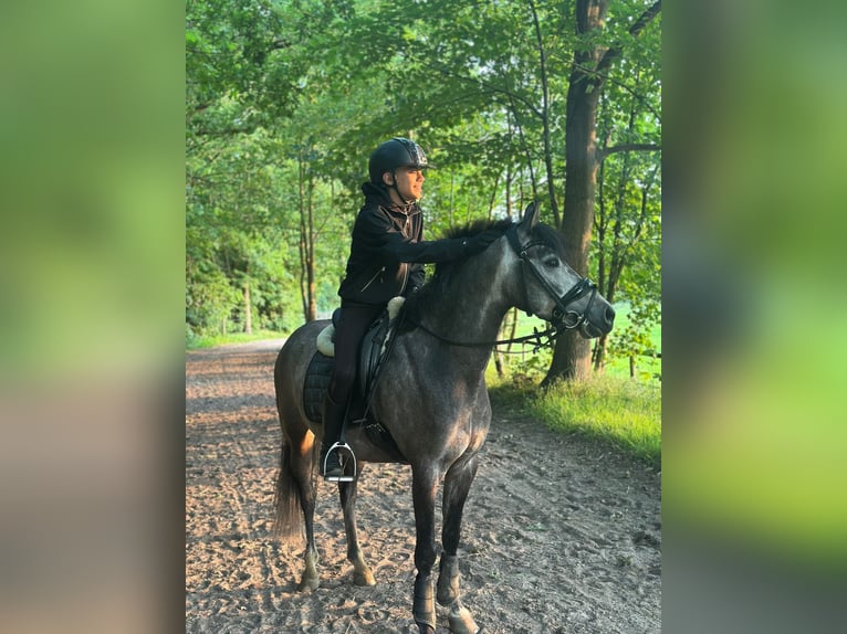 Welsh-D Hongre 6 Ans 143 cm Gris in Bergen op Zoom