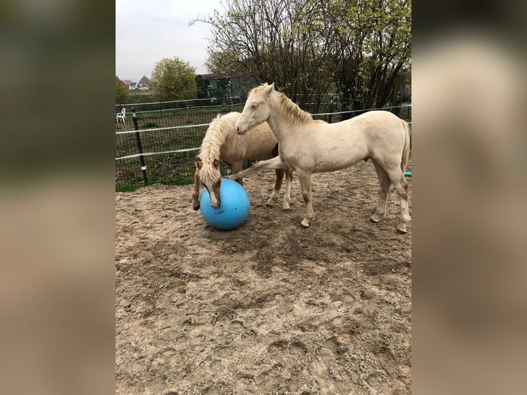 Welsh-D Hongre 6 Ans 145 cm Cremello in Butzbach