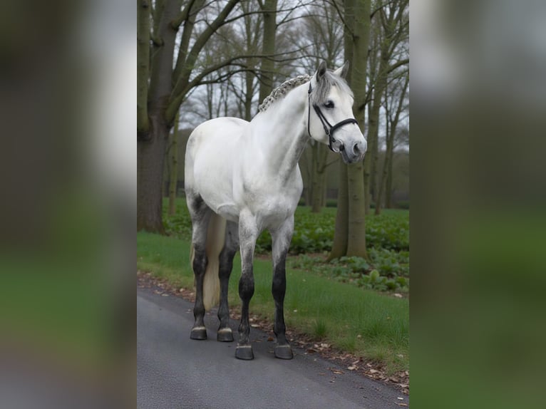 Welsh-D Hongre 6 Ans 145 cm Gris in Murska Soboda
