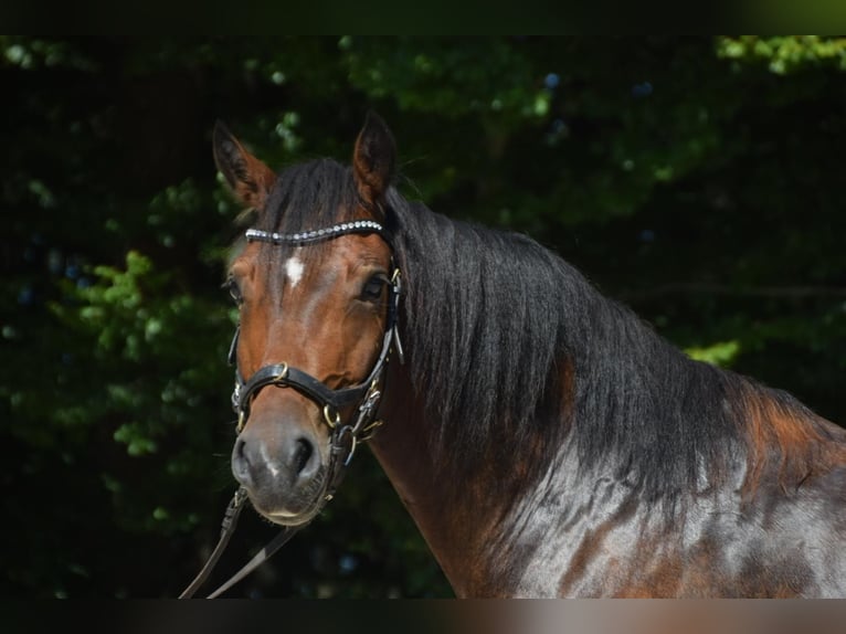 Welsh-D Hongre 6 Ans 148 cm Bai brun in Sch&#xF6;nborn