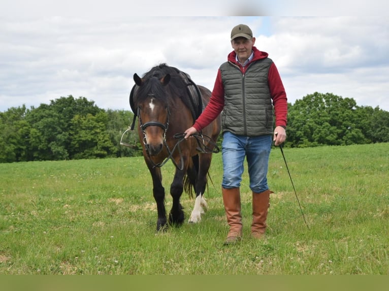 Welsh-D Hongre 6 Ans 148 cm Bai brun in Sch&#xF6;nborn