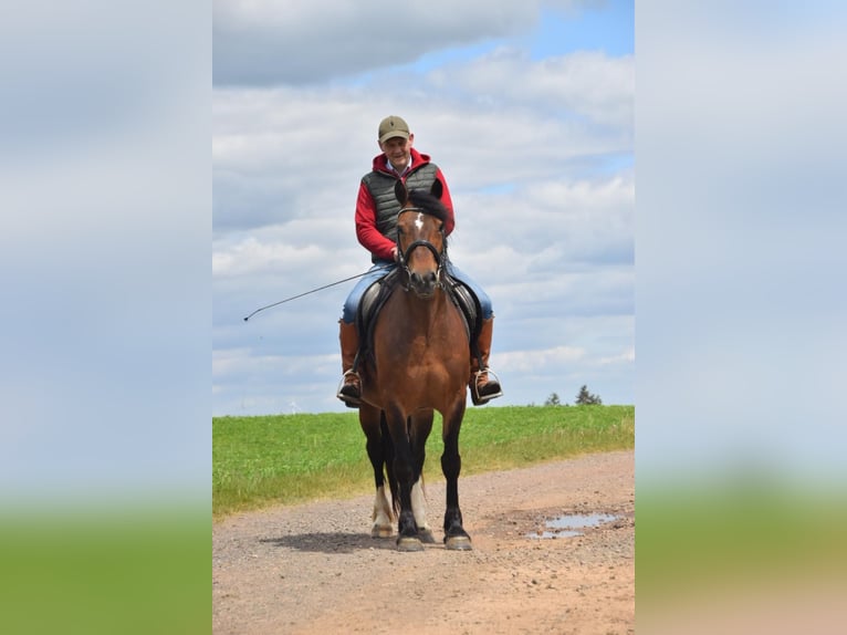 Welsh-D Hongre 6 Ans 148 cm Bai brun in Sch&#xF6;nborn