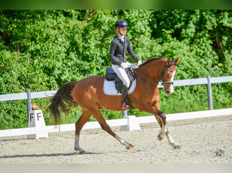 Welsh-D Hongre 6 Ans 148 cm Bai cerise in Veszpr&#xE9;mfajsz