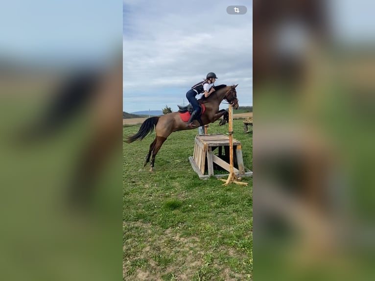 Welsh-D Hongre 6 Ans 148 cm Bai cerise in Veszpr&#xE9;mfajsz