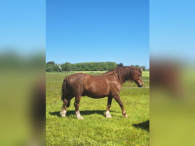 Welsh-D Hongre 6 Ans Alezan in Bredebro