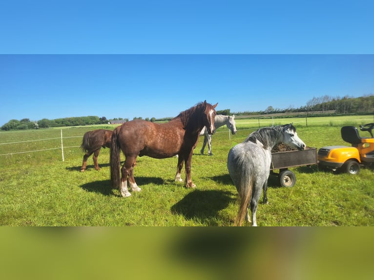 Welsh-D Hongre 6 Ans Alezan in Bredebro